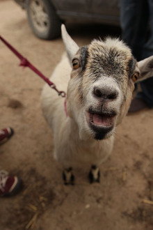 Goats Gone Wild