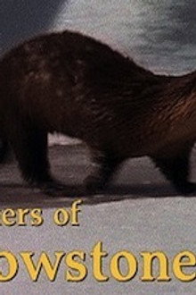 The Otters of Yellowstone