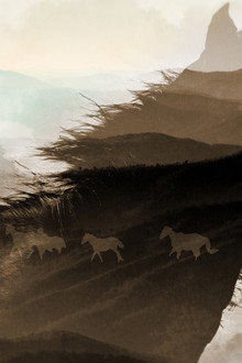 Feral