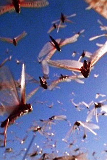 The Gathering Swarms