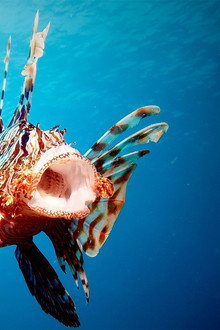 Ocean Invaders