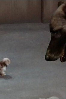 Every Dog Needs a Boy