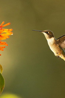 Super Hummingbirds