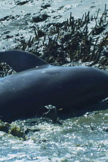 Dolphins: Spy in the Pod (2)