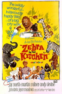 Zebra in the Kitchen poster