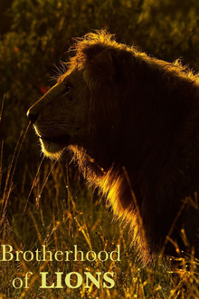 Brotherhood of Lions poster