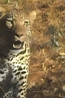 Tarzan and the Law of the Jungle