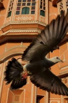 Earthflight: Asia and Australia