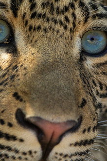 The Leopard Legacy