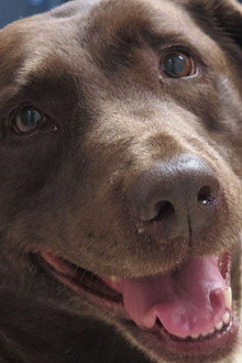 K-9 to 5