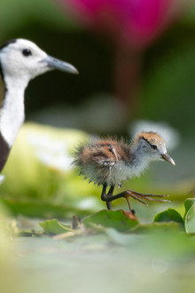 Parenthood: Freshwater