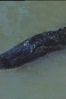 Alligator Duel