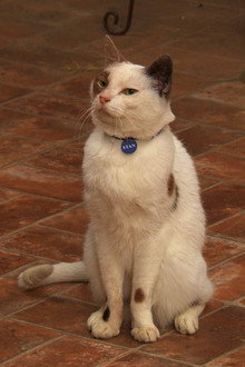 Cat with a Blog