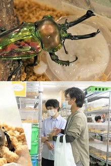 At an insect specialty store in midsummer