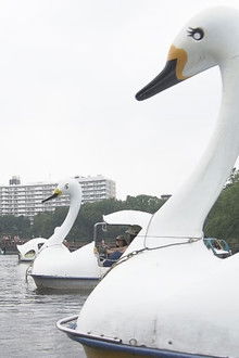 Tokyo's Inokashira Park: Drawn to the Pond