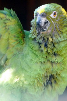 Parrot Confidential