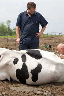 How Now Smelly Cow
