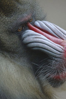Mask of the Mandrill