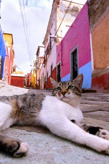 Light, Color and Nyan ~Latin America~