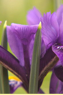 Gardeners’ World 2022 episode 1