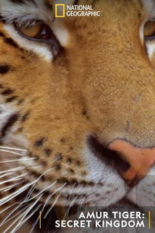 Siberian Tiger, The Secret Kingdom poster