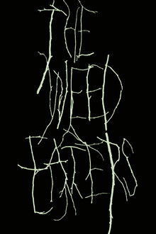 The Weed Eaters poster