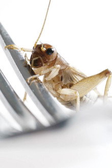 Edible Insects