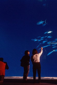 Oceans in Glass: Behind the Scenes of the Monterey Bay Aquarium