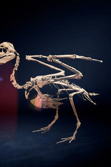 Dino Birds