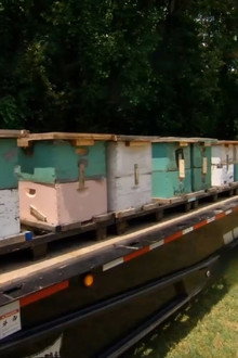 Bidder Bee-ware!