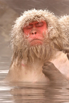Snow Monkeys