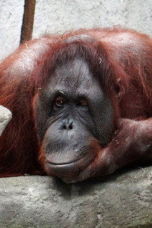 Orangutans: Just Hangin' On
