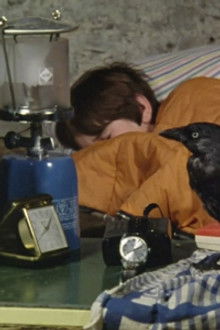 Five on Finniston Farm