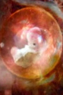 Is the Universe Alive?