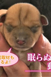 Veterinary Hospital in the City that Never Sleeps