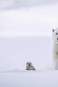 In the Grip of the Seasons (Arctic)