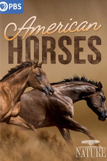 American Horses poster