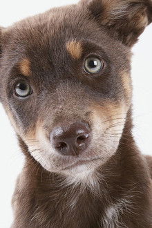 What Are Animals Thinking?