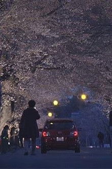 Yoru no Mori: Sakura Tunnel