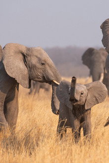Parenthood: The Greatest Adventures
