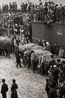 The Circus (1)