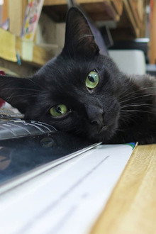 Hooked on a Feline