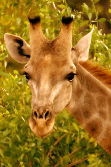 Giraffes: Africa's Gentle Giants
