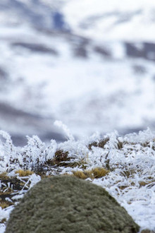 Pumas: Legends of the Ice Mountains