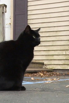 New Cats on the Block