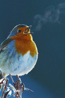 Attenborough's Wonder of Song