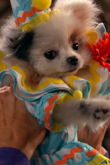 Stan has Puppies (2)