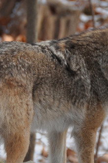 Meet the Coywolf
