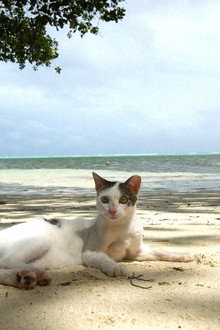 Palau