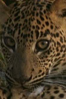 Leopard Hunters